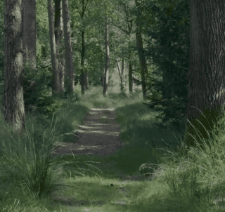 forest of trees in green showing pathway